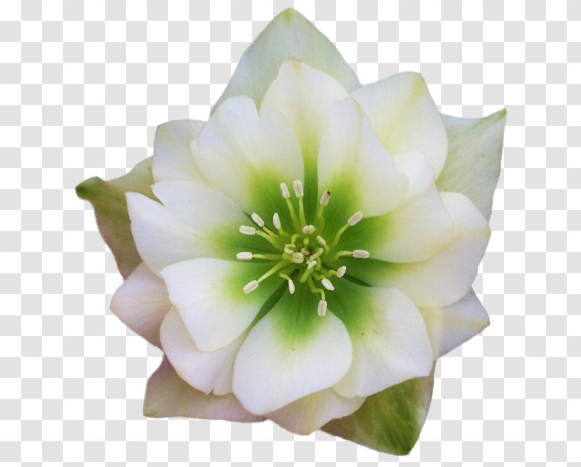 Petal Flower White Plant Flowering - Magnolia Wildflower Transparent PNG