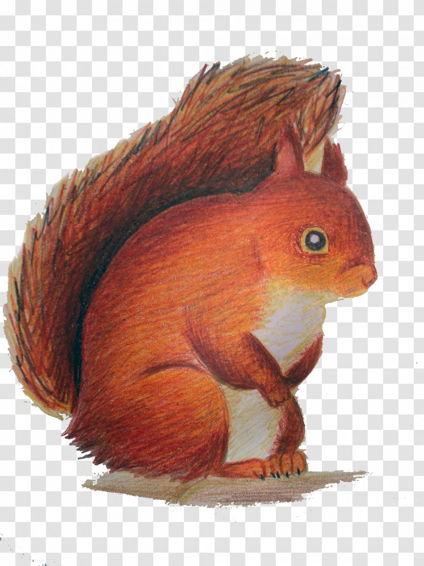 Red Squirrel Rodent Clip Art - Snout Transparent PNG