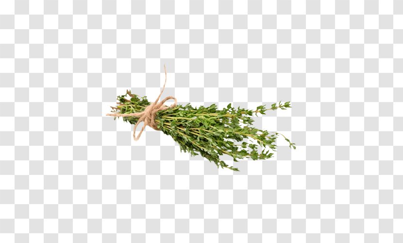 Herb Thymes Gin Food Pianta Aromatica - Twig - Ben Solo Transparent PNG