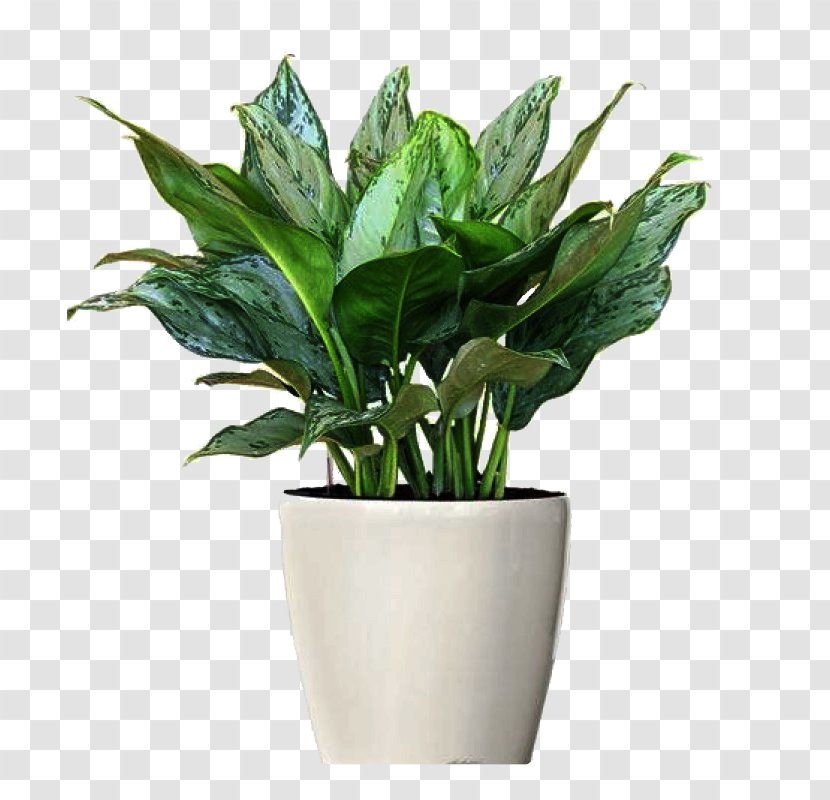 Chinese Evergreens Ornamental Plant Philippine Evergreen Houseplant Flowerpot - Cartoon - Plants Transparent PNG