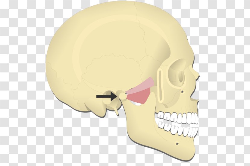 Mandible Medial Pterygoid Muscle Lateral Temporomandibular Joint Muscles Of Mastication - Skull Transparent PNG