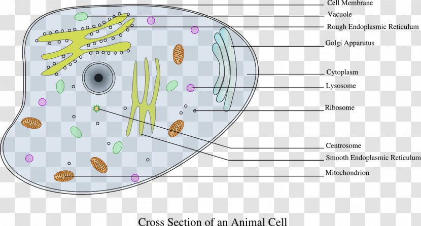 Cell Cèl·lula Animal Clip Art - Heart - Biology Transparent PNG