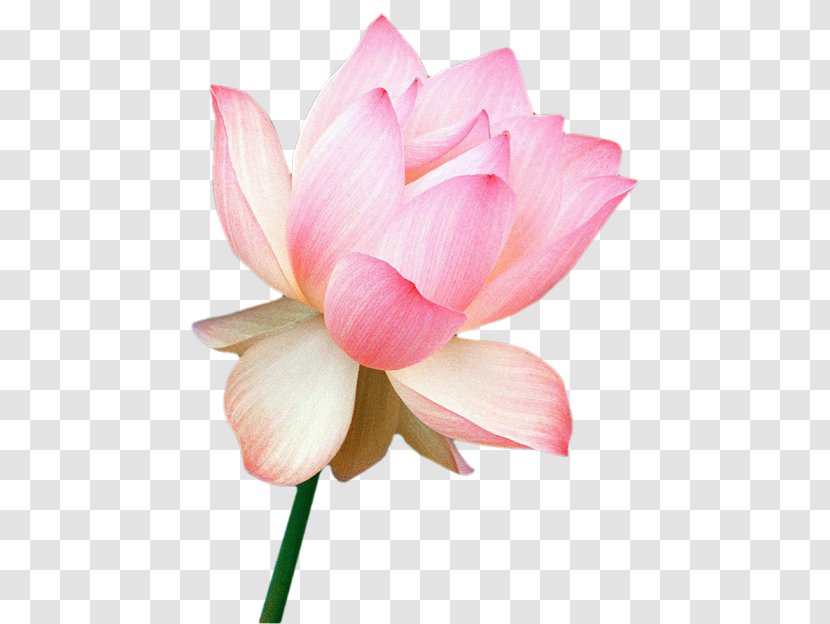 Nelumbo Nucifera Flower India Floral Emblem Water Lily - Sacred Lotus Transparent PNG