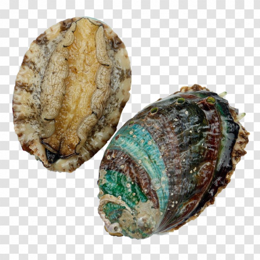 Sea Cucumber As Food Buddha Jumps Over The Wall Seafood Price - Abalone Physical Map Transparent PNG