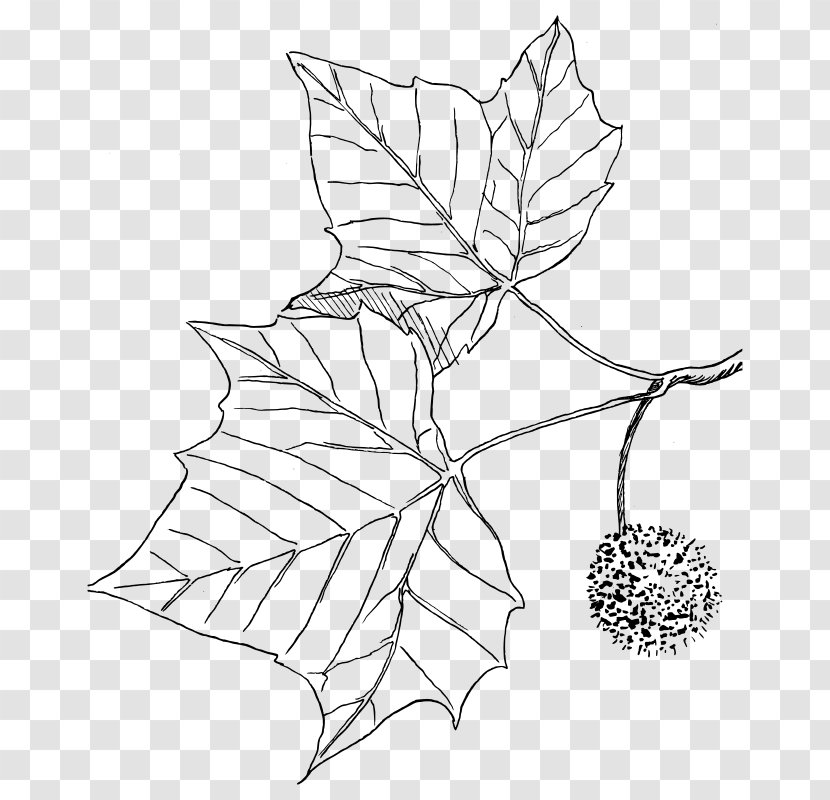 American Sycamore Drawing Tree Coloring Book Transparent PNG