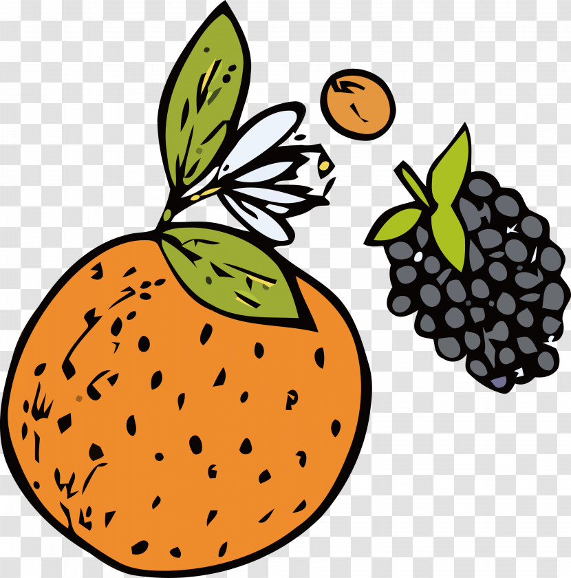 Squash Commodity Fruit Pattern Biology Transparent PNG