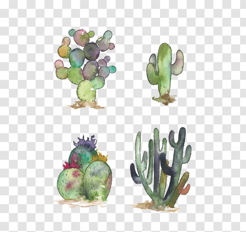 Cactaceae Watercolor Painting Opuntia Engelmannii Succulent Plant Illustration - Cactus Transparent PNG