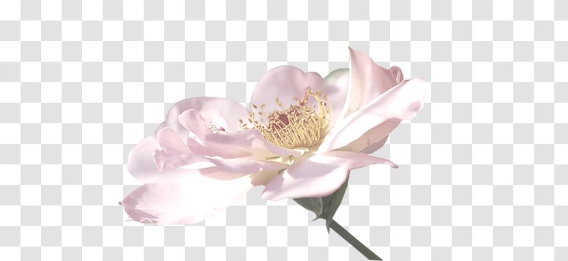 Flower Petal Clip Art - Benzersiz Transparent PNG
