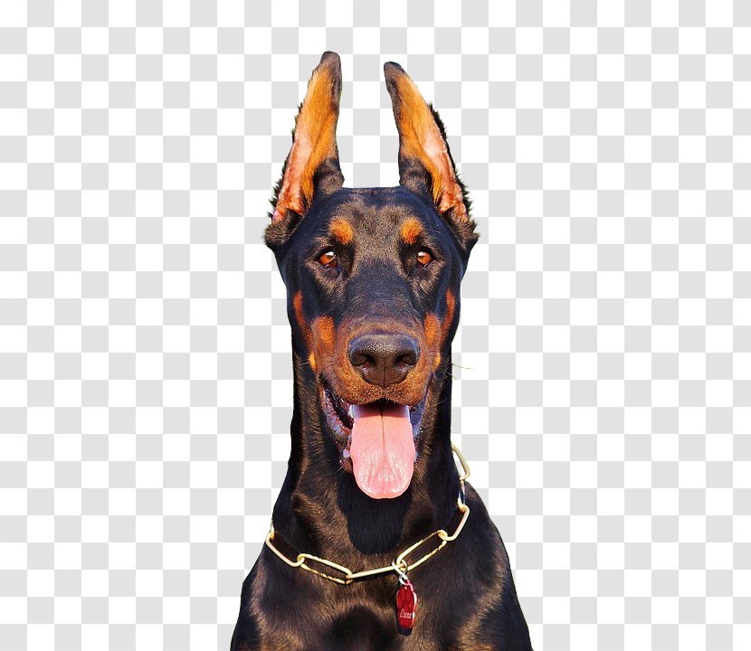 Dobermann German Pinscher Manchester Terrier Dog Breed Miniature - Snout - DOBERMAN PINSCHER Transparent PNG