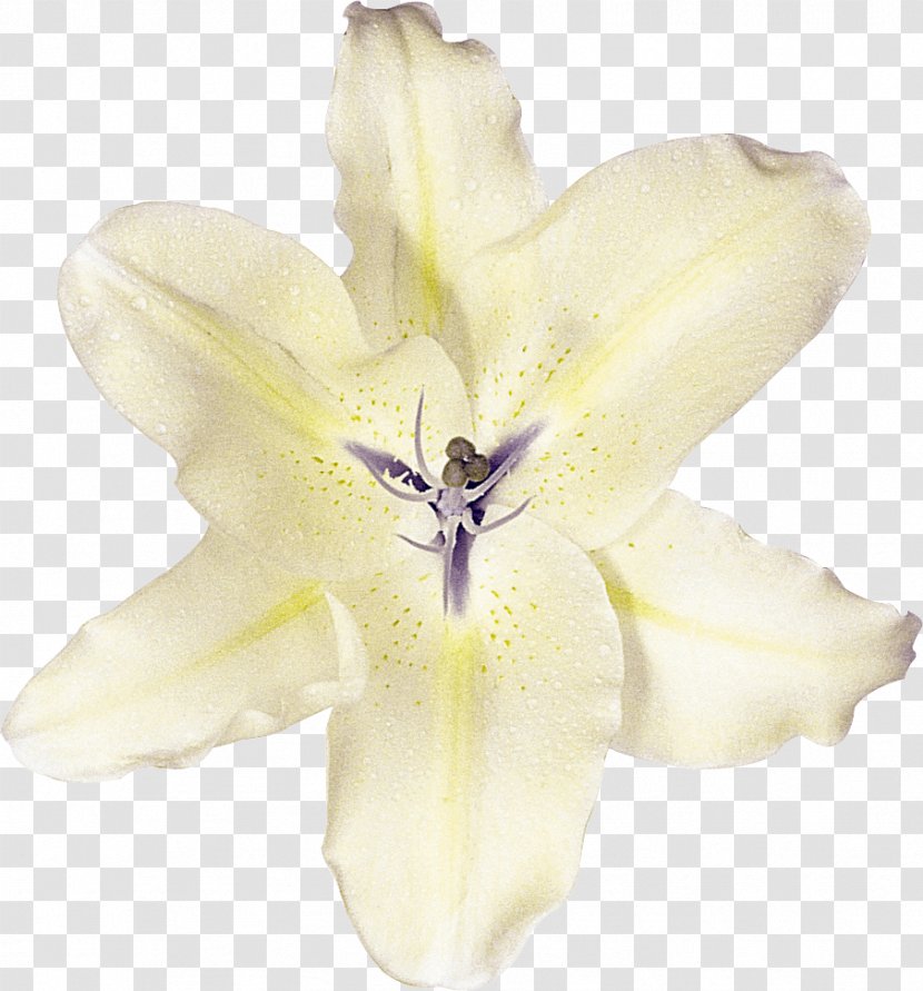 Lily Clam Photography Flower Oyster - Crinum Transparent PNG
