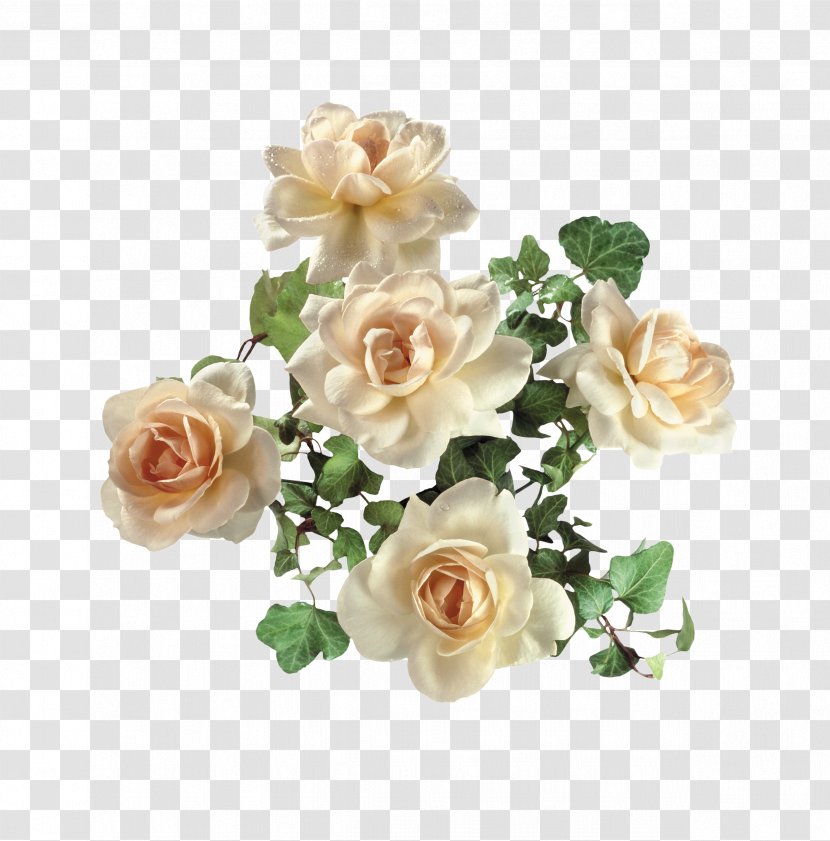 Garden Roses Digital Image Clip Art - Floribunda - Golden Rose Transparent PNG