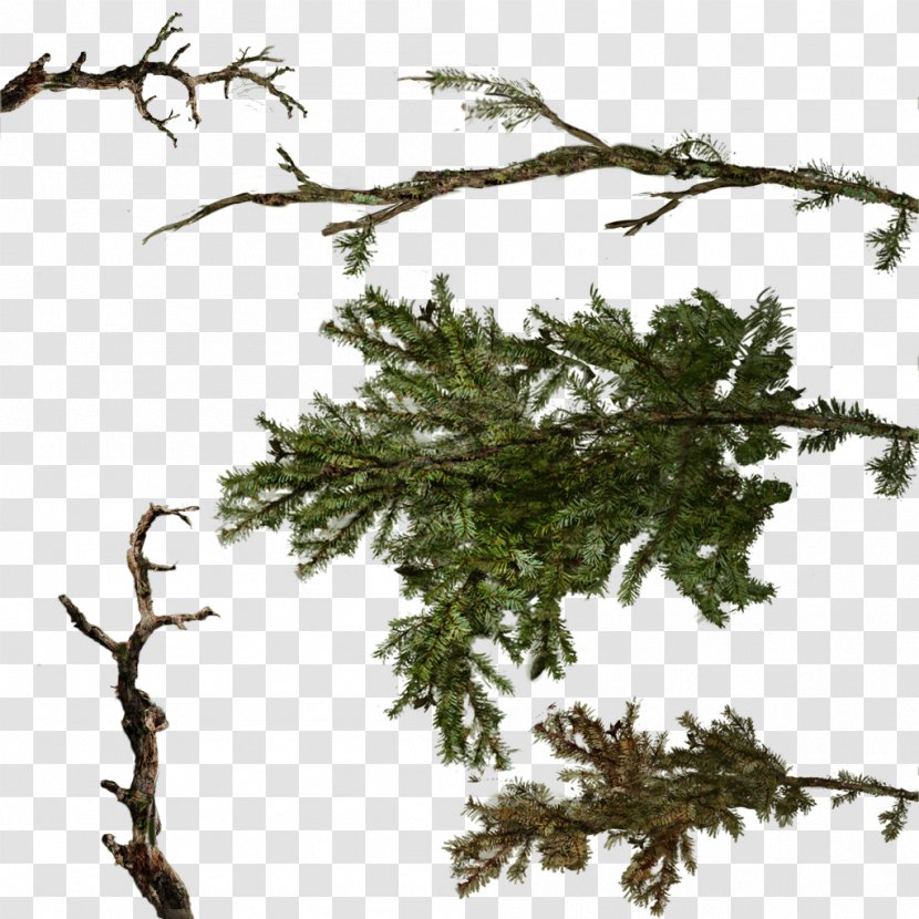 Branch Tree Twig - Texture Mapping - Fir-tree Transparent PNG