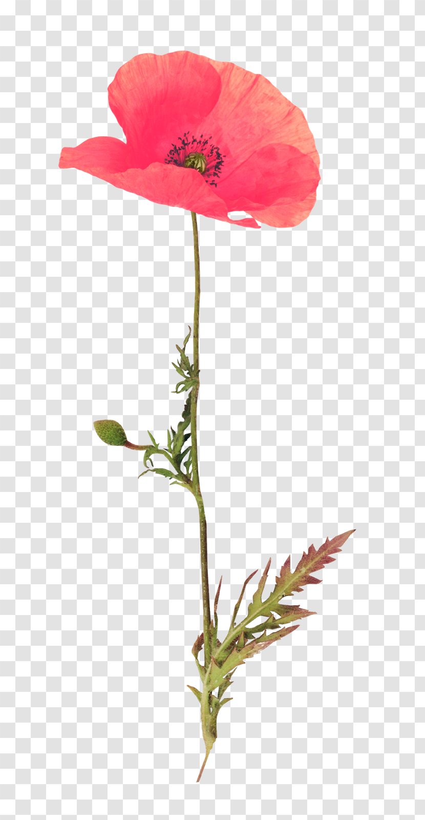 Poppy Red RGB Color Model Adobe Photoshop - Seed Plant - Flowering Transparent PNG