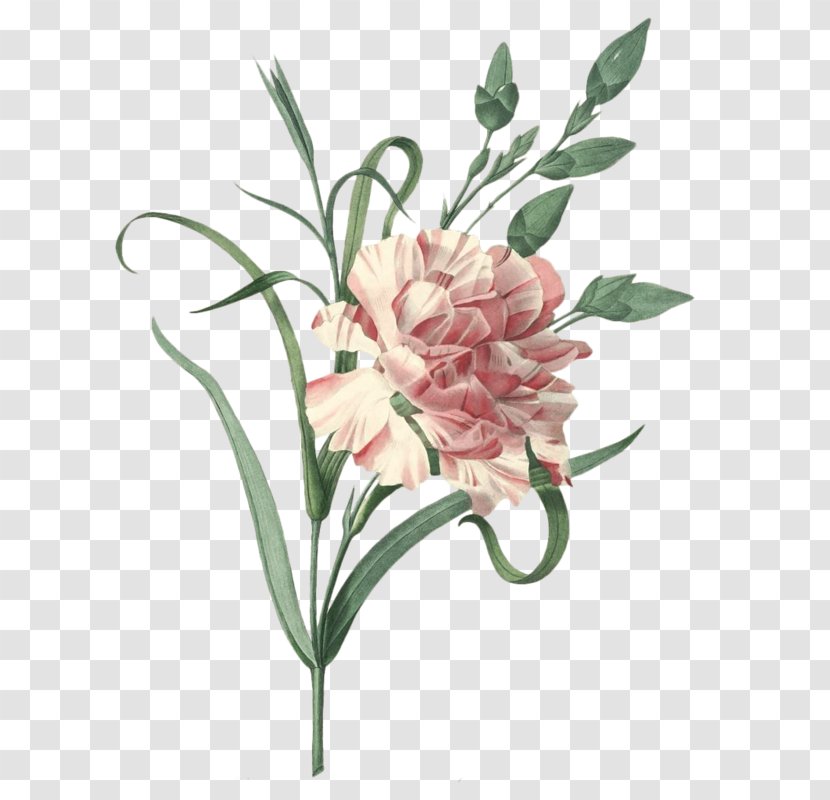 Carnation Choix Des Plus Belles Fleurs Flower Engraving Vintage Clothing - Floristry Transparent PNG