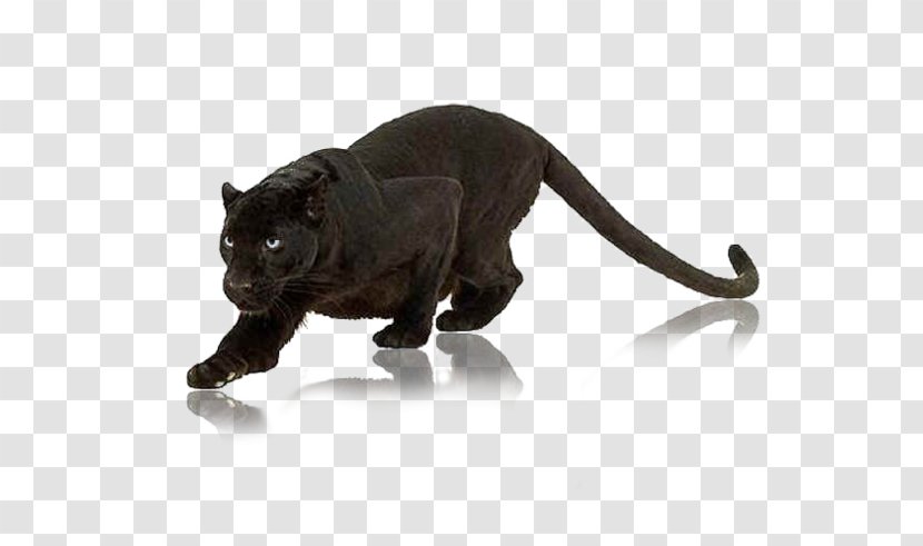 Cat Panther Animal Wildlife Clip Art - Puma Transparent PNG