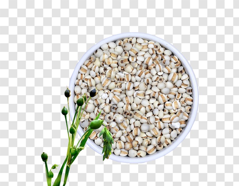 Adlay Food Rice Moisture Seed - Skin - Barley Transparent PNG