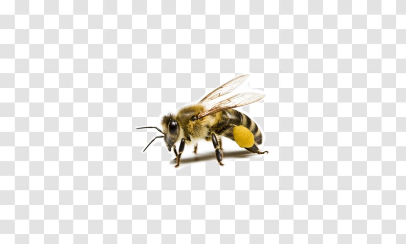 Western Honey Bee Beehive Beeswax Pollen - Color - Creative Photos Transparent PNG