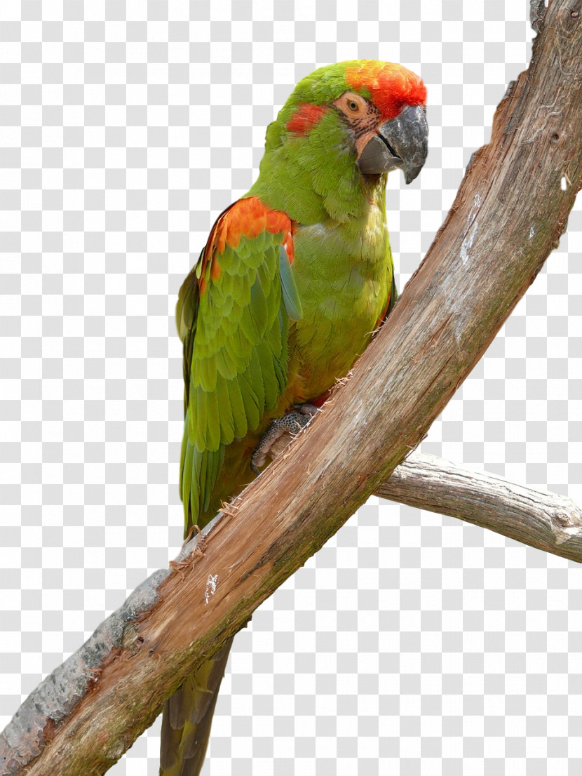 Lovebird Transparent PNG