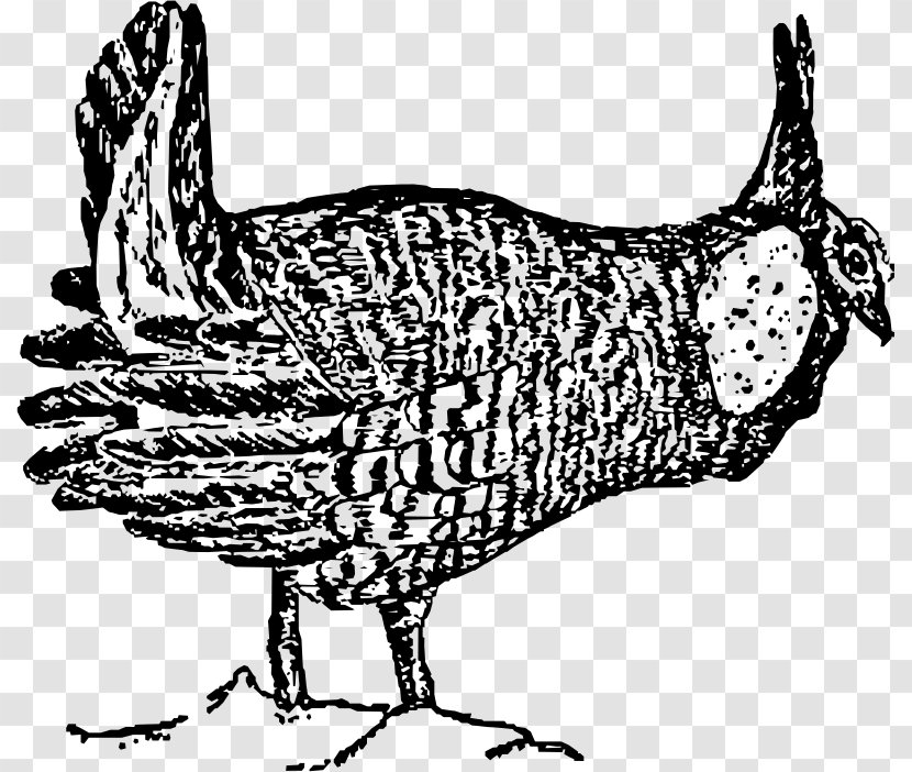 Rooster Chicken Bird Prairie Drawing - Galliformes Transparent PNG