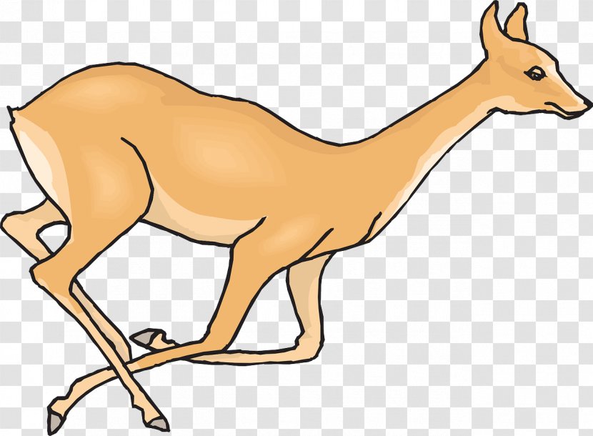 White-tailed Deer Clip Art - Macropodidae Transparent PNG
