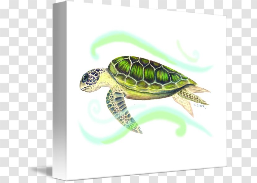 Sea Turtle Tortoise Pond Turtles - Emydidae Transparent PNG