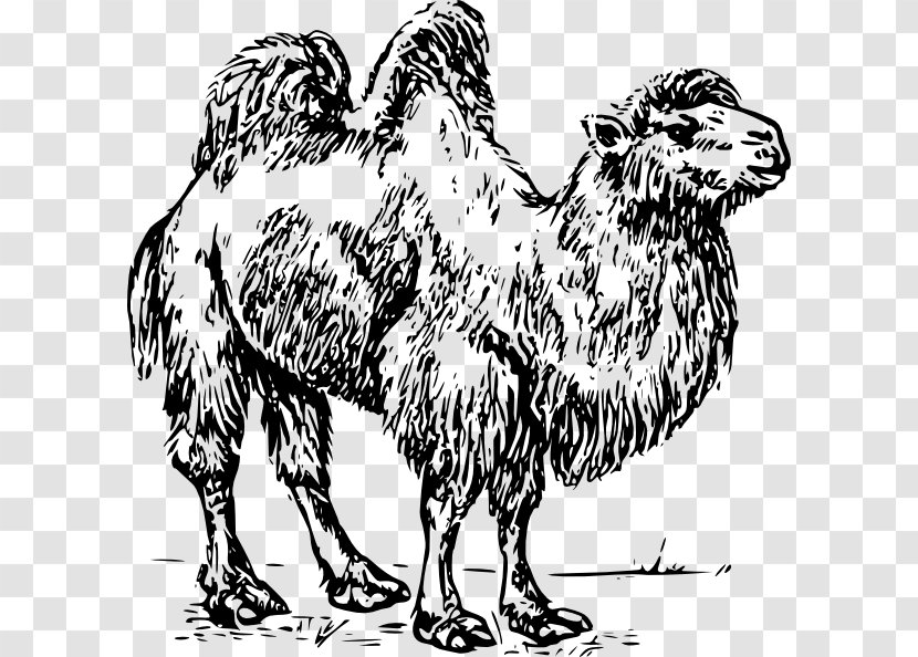 Bactrian Camel Dromedary Clip Art - Like Mammal - Cartoon Transparent PNG