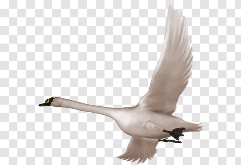 Swan Bird Flight Clip Art - Frame - In Free Clipart Transparent PNG