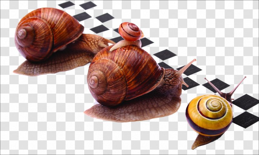 Racing Escargot Burgundy Snail U015alimaki - Velocity - Crawling Transparent PNG