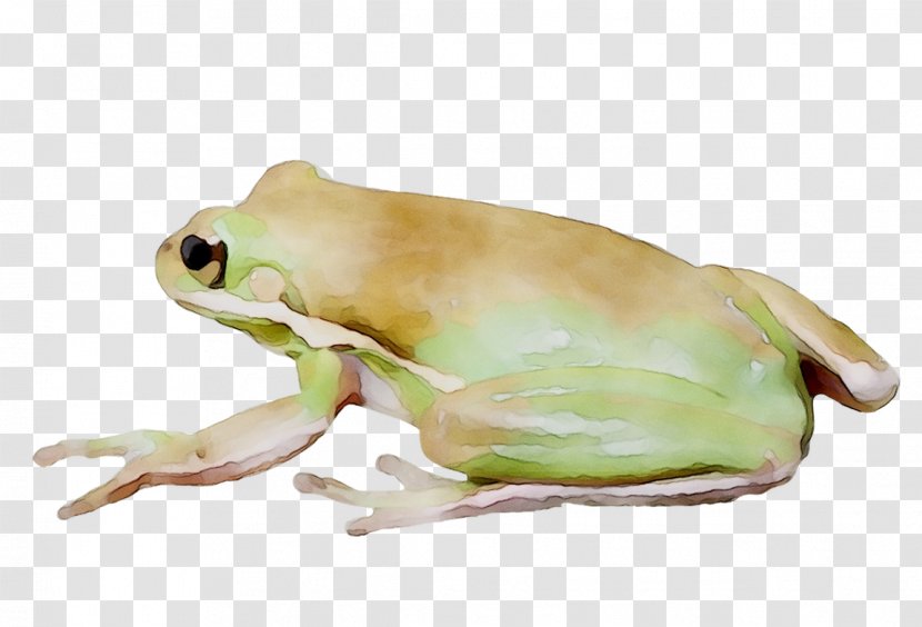 Tree Frog True Toad Terrestrial Animal - Amphibian Transparent PNG