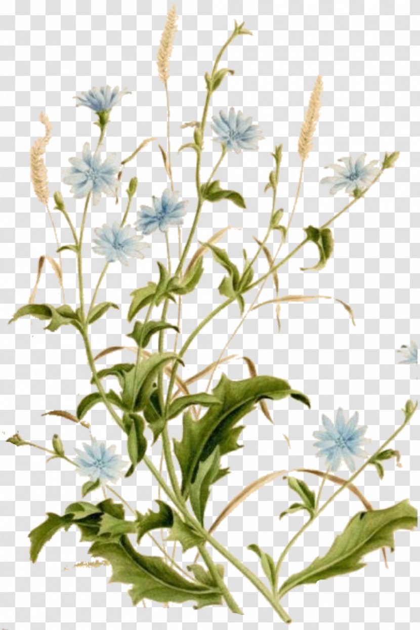 Chicory Common Daisy Botanical Illustration Botany Plant - Leaves Transparent PNG
