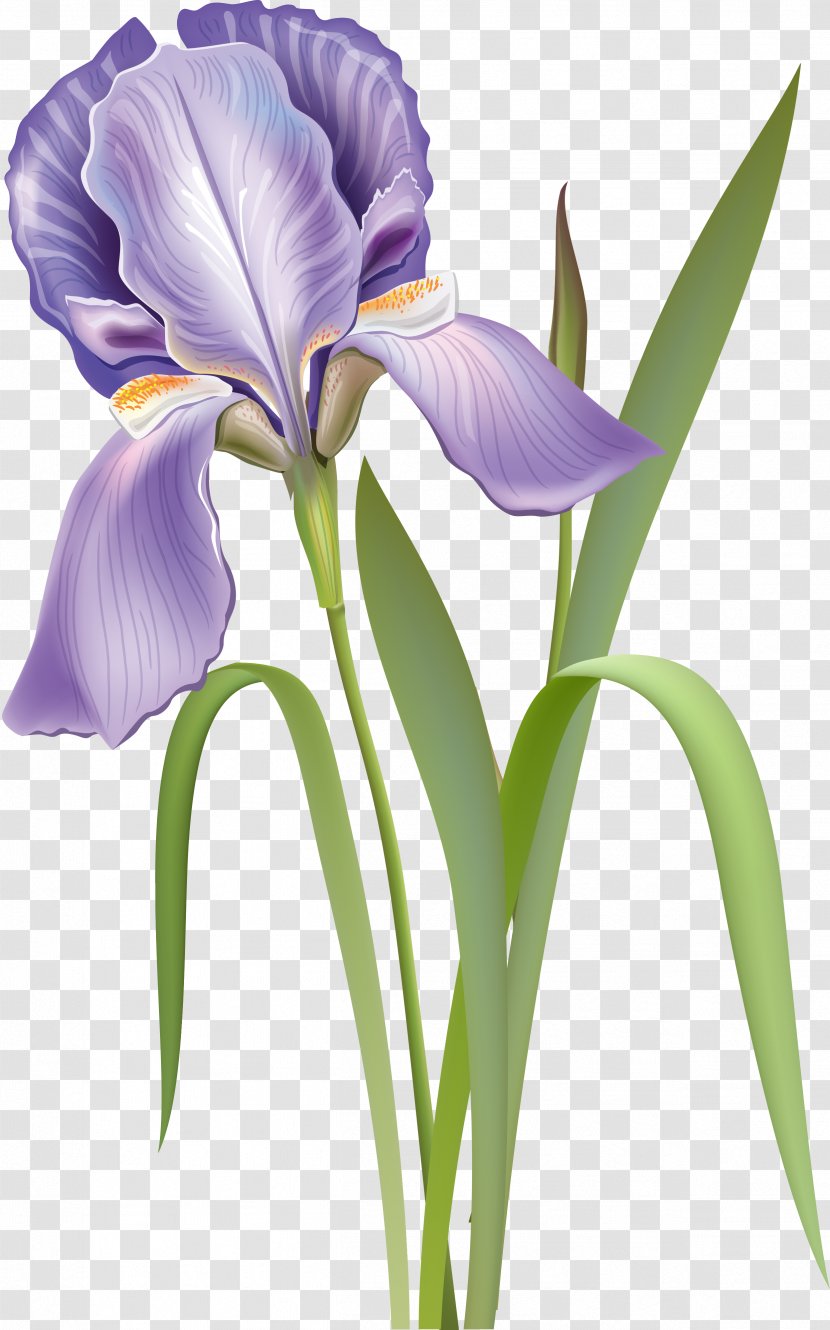 Cut Flowers Iris Versicolor Botanical Illustration - Purple - Flower Transparent PNG