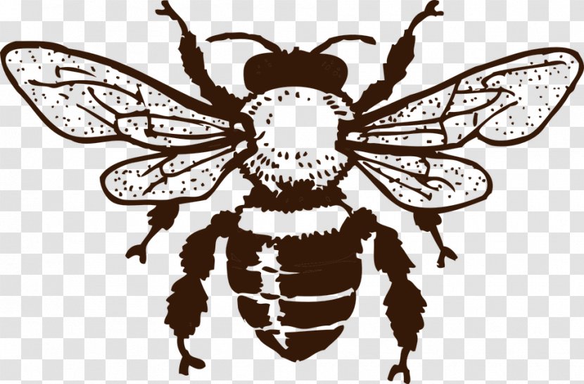 European Dark Bee Insect Queen Honey - Bumblebee Transparent PNG