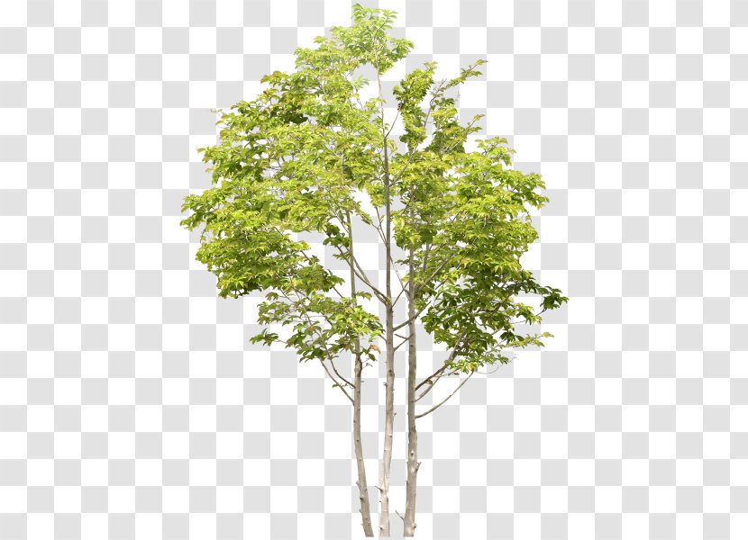 Tree Birch Clip Art - Woody Plant Transparent PNG