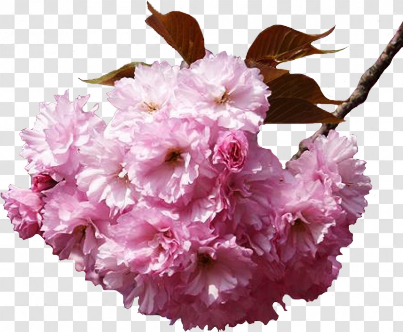 Flower Bouquet Cherry Blossom Clip Art - Flowering Plant Transparent PNG