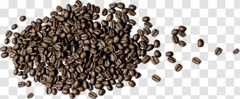 Coffee Bean Dry Roasting 土居珈琲 Commodity - Tradition Transparent PNG