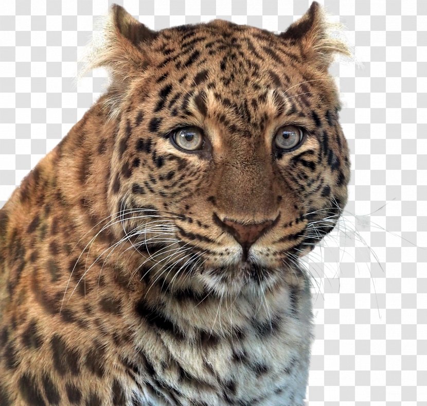 Larkspur Elementary School Jaguar Panther Leopard Transparent PNG