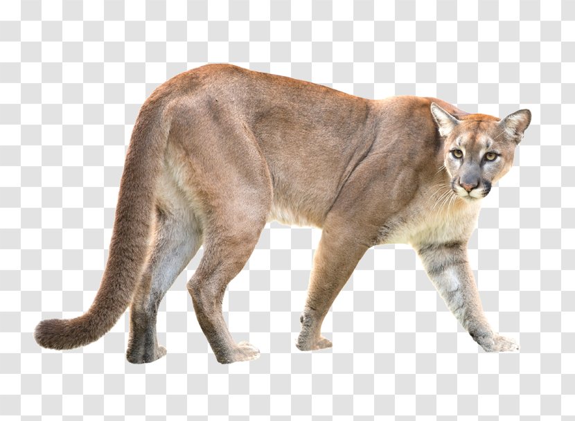 Stock Photography Cougar Royalty-free Puma - Mammal - Fauna Transparent PNG