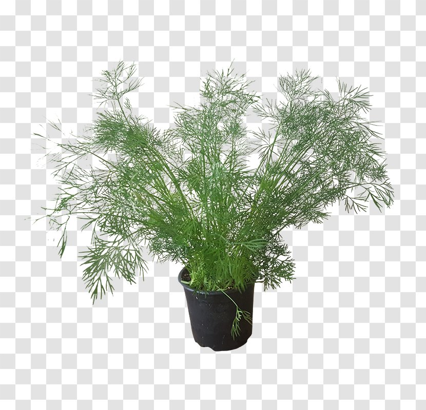 Dill Embryophyta Parsley Summer Savory Herb Transparent PNG