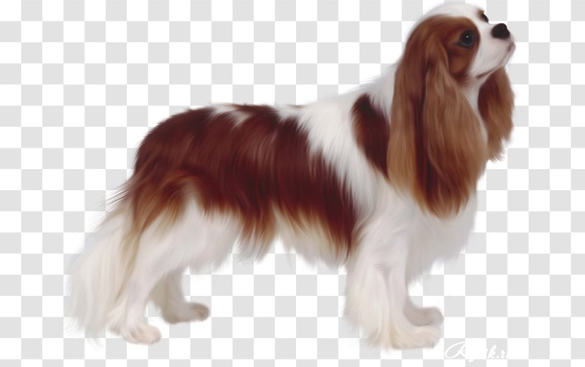 cavalier king charles spaniel dog breeds