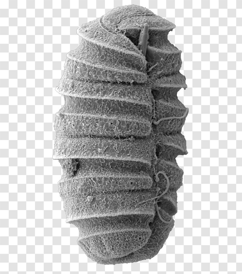 Weapon Electron Microscope Microorganism Microscopy - Science Transparent PNG