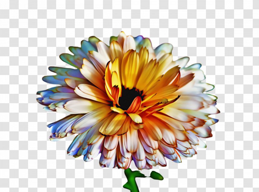 Flowers Background - Gerbera - Gazania Calendula Transparent PNG