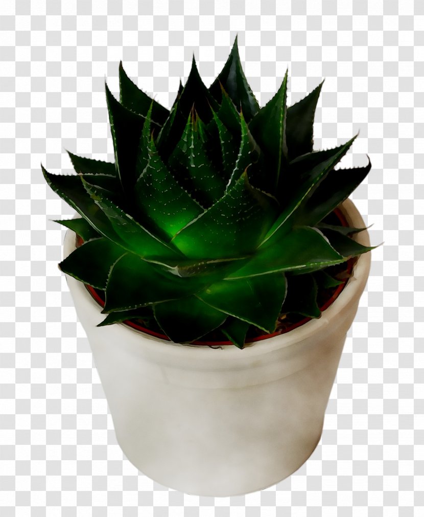 Agave Tequilana Houseplant Flowerpot Aloe Vera - Xanthorrhoeaceae Transparent PNG