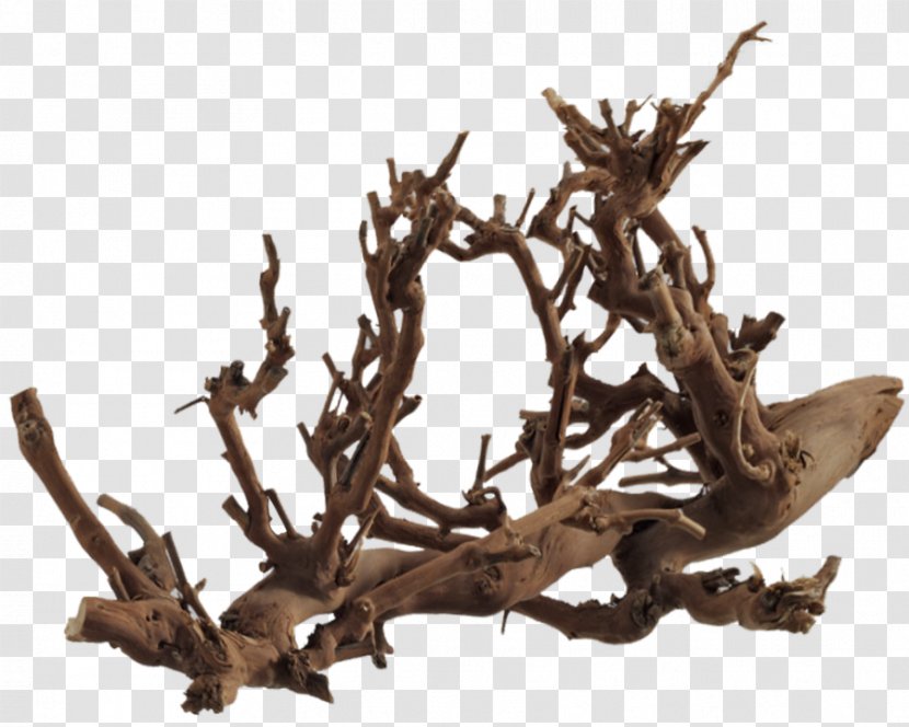 Tree Roots Photography - Root Transparent PNG