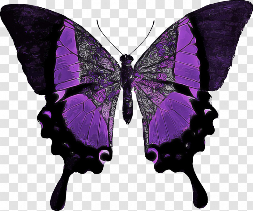 Moths And Butterflies Butterfly Insect Purple Pollinator Transparent PNG