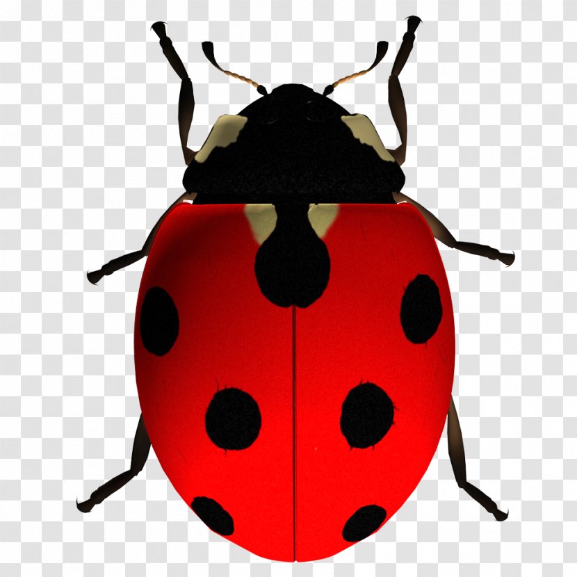 Beetle Lucky Ladybug Clip Art Image - False Ladybird Transparent PNG