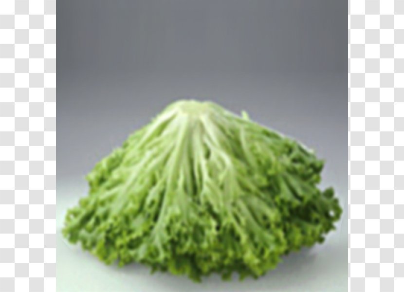 Lettuce Retail Restaurant Paulmar Hydroponics - Market - Vegetable Transparent PNG