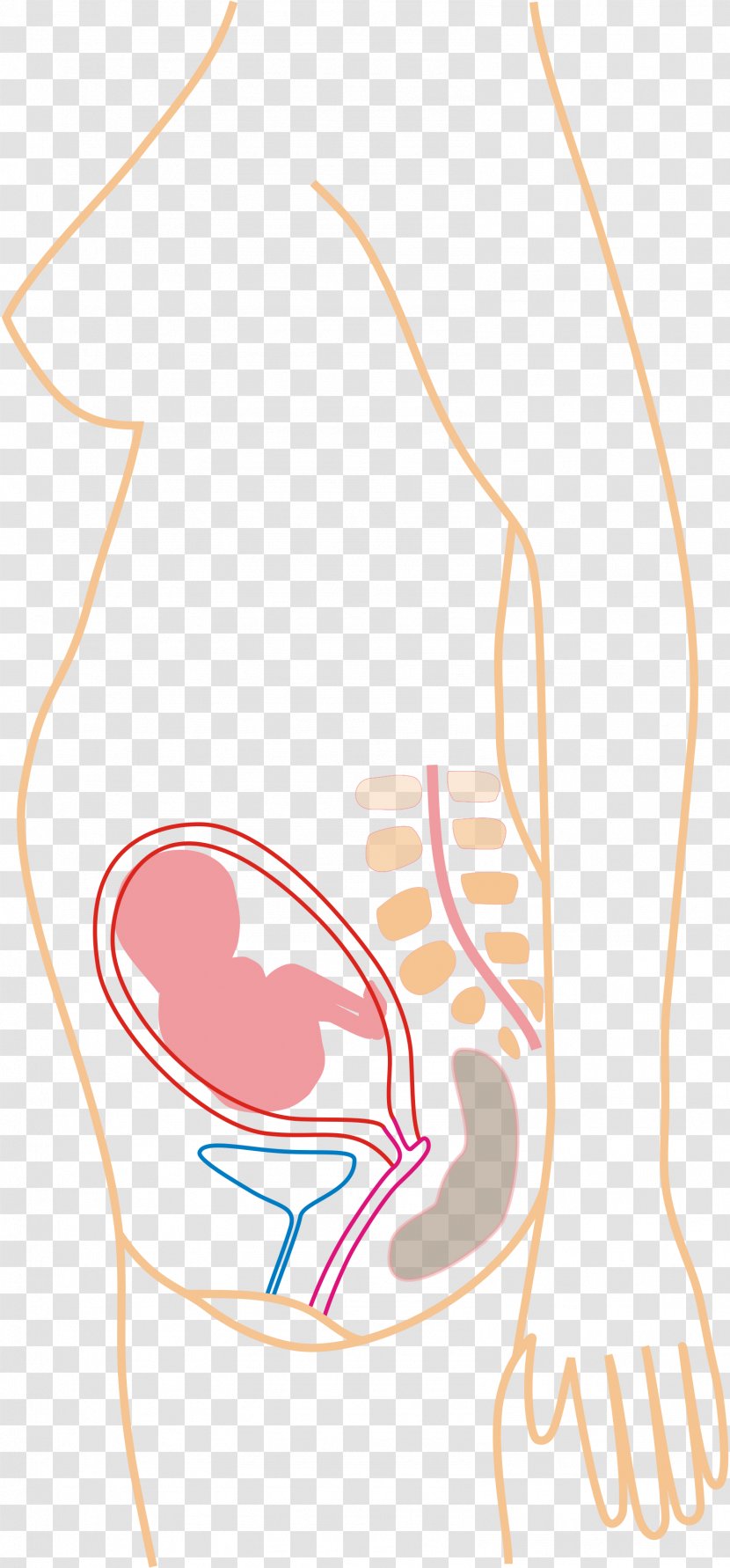 Pregnancy Childbirth Gestation Fetus - Watercolor - Months Transparent PNG