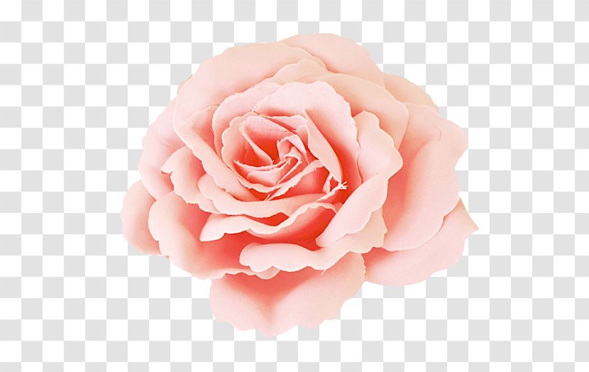 Garden Roses Centifolia Photography Pink - Cut Flowers - Flower Transparent PNG