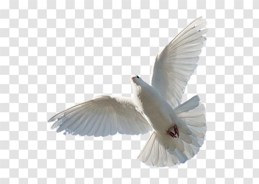 Holy Spirit Bible Trinity God - Beak Transparent PNG