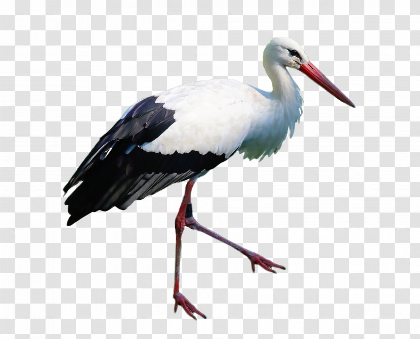 White Stork Marabou - Crane Transparent PNG